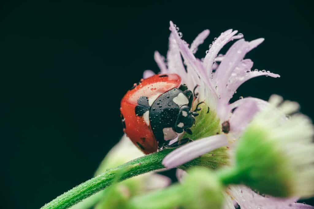 Black Ladybug Spiritual Meaning and Symbolism