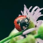 Black Ladybug Spiritual Meaning and Symbolism