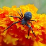Black Spider Spiritual Meaning & Symbolism