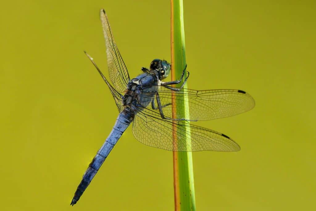 Blue Dragonfly Spiritual Meaning and Symbolism