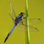 Blue Dragonfly Spiritual Meaning and Symbolism