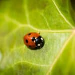 Red Ladybug Spiritual Meaning & Symbolism