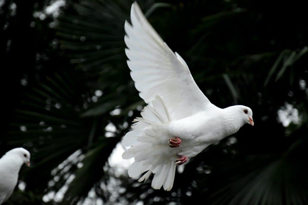 White Dove Symbolism