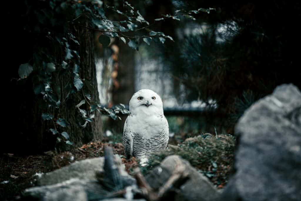 White Owl Symbolism