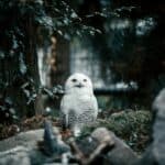 White-Owl-Spiritual-Meaning-Symbolism