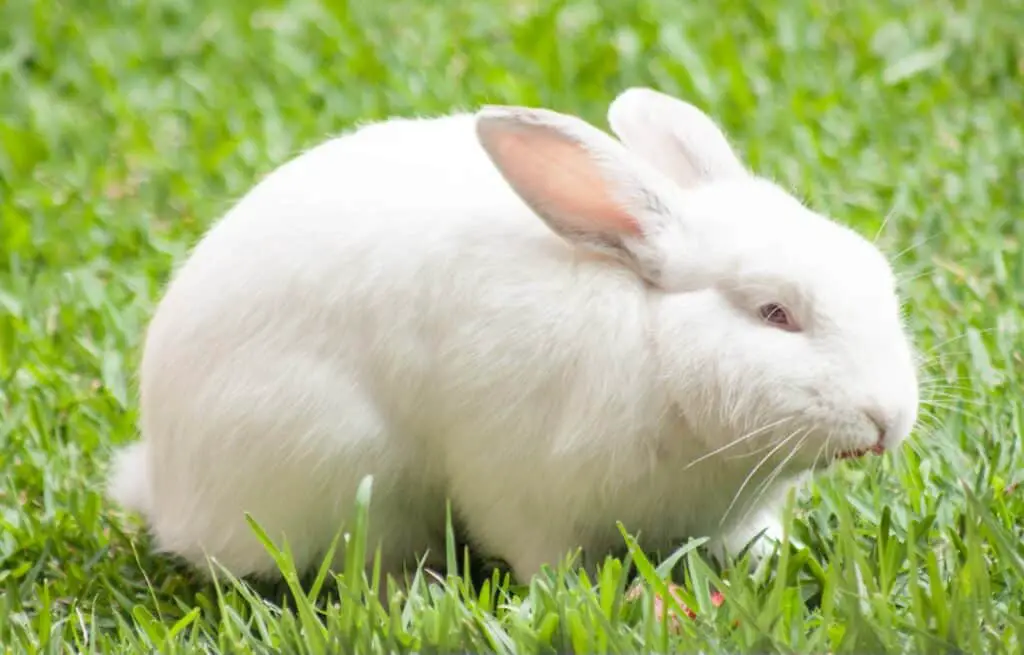 White Rabbit Spiritual Meaning and Symbolism