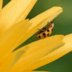 Yellow Ladybug Spiritual Meaning & Symbolism