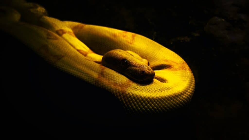 Yellow Snake Symbolism