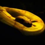 Yellow Snake Spiritual Meaning and Symbolism