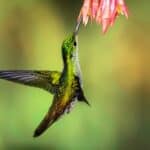 Green Hummingbird Spiritual Meaning and Symbolism