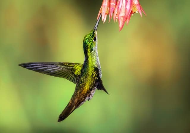 Green Hummingbird Symbolism
