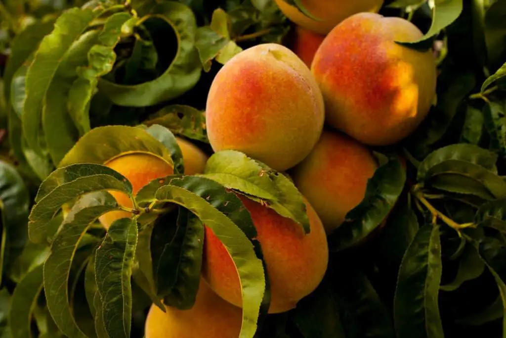 Peach Symbolism & Spiritual Meaning
