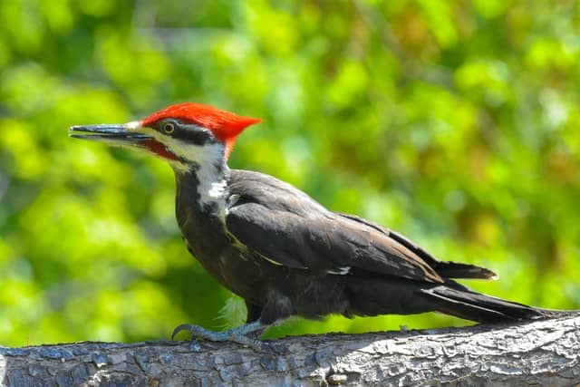 Red-Headed Woodpecker Symbolism