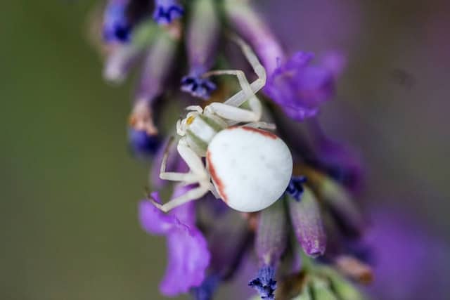 White Spider Spiritual Meaning and Symbolism