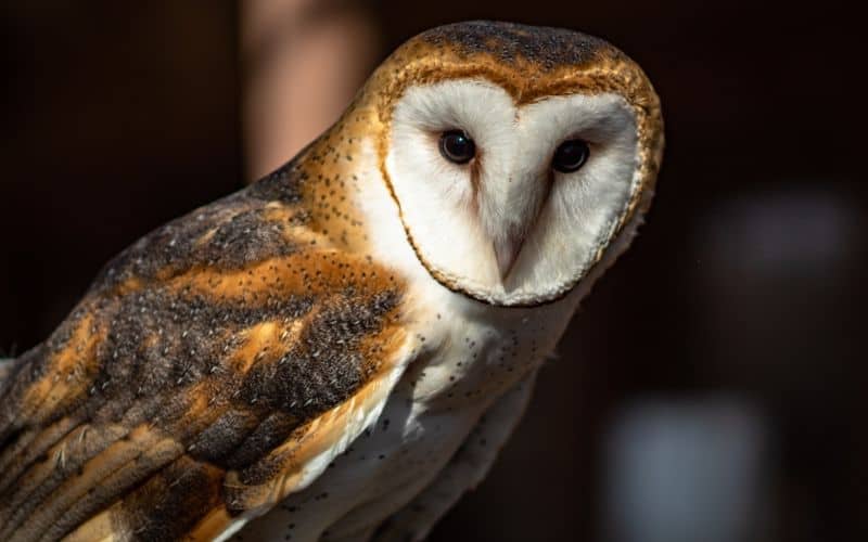 Barn Owl Spirit Animal