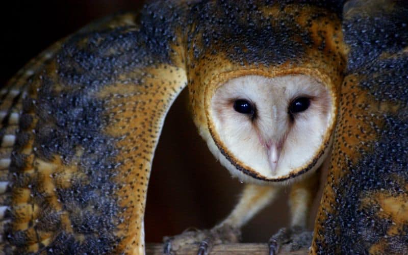 Barn Owl Dream Meaning and Symbolism