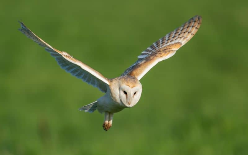 Barn Owl Symbolism