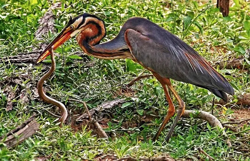 Bird Eating a Snake Dream Meaning