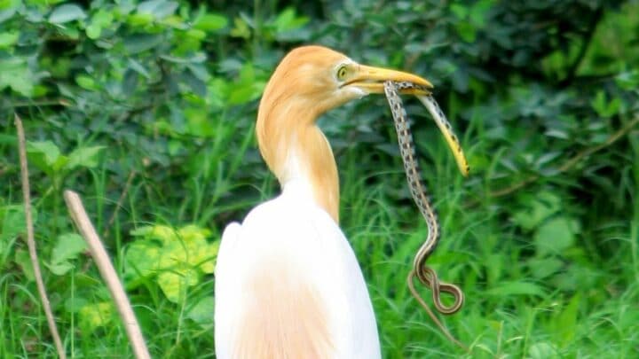 Bird Eating a Snake Symbolism