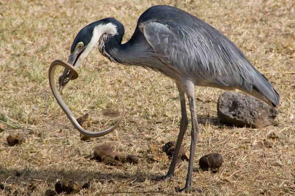 Bird Eating a Snake Symbolism