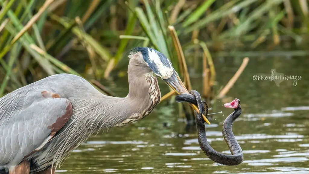 Spiritual Meaning of a Bird Eating a Snake