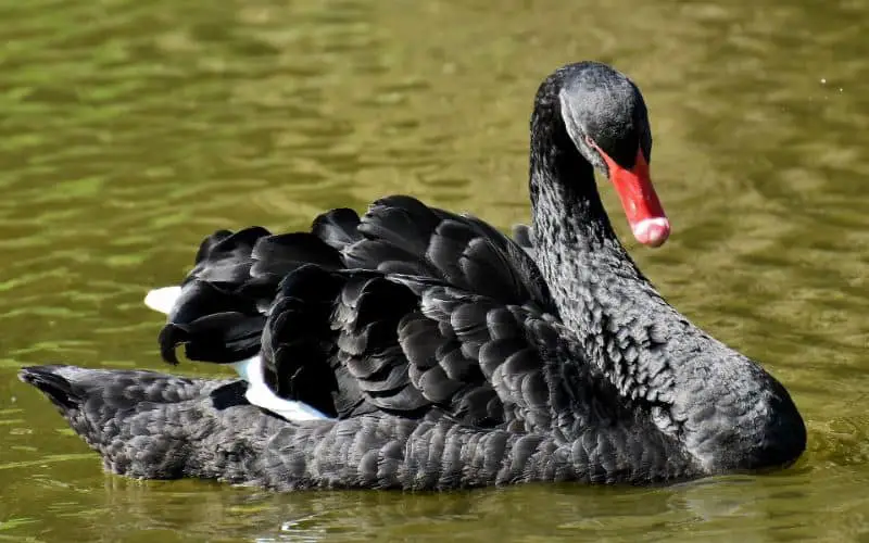 Black Swan Symbolism