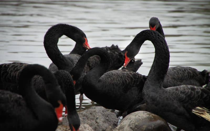 Black Swan Dream Meaning and Symbolism