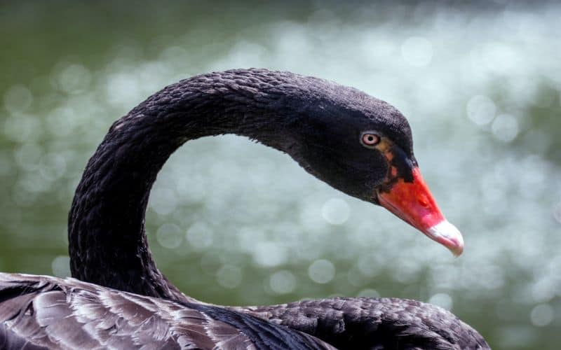 Black Swan Symbolism
