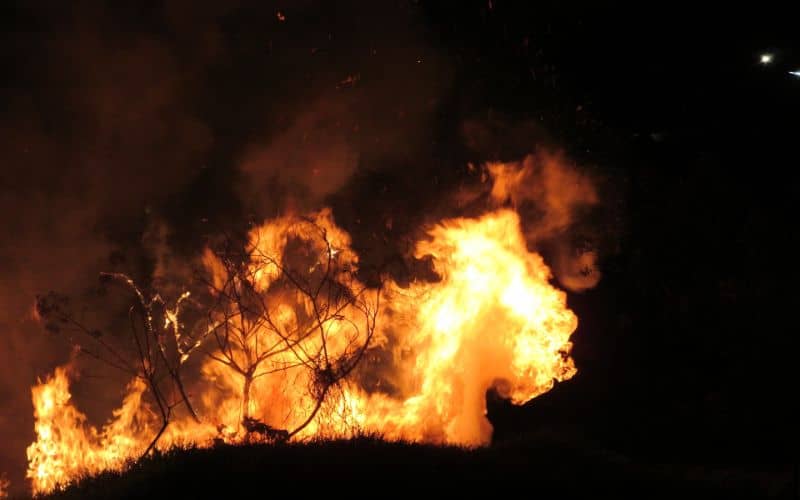 Burning Tree Symbolism