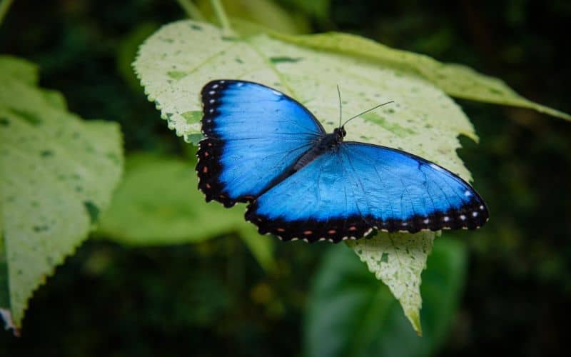 Spiritual Meanings of Butterfly with Broken Wing