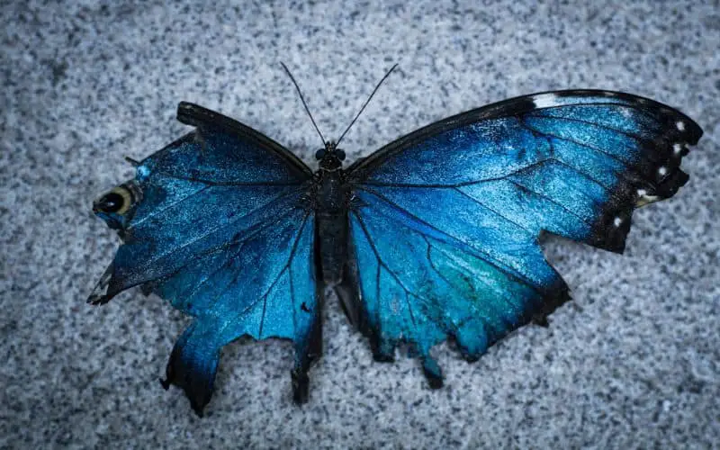 Butterfly with Broken Wing Symbolism