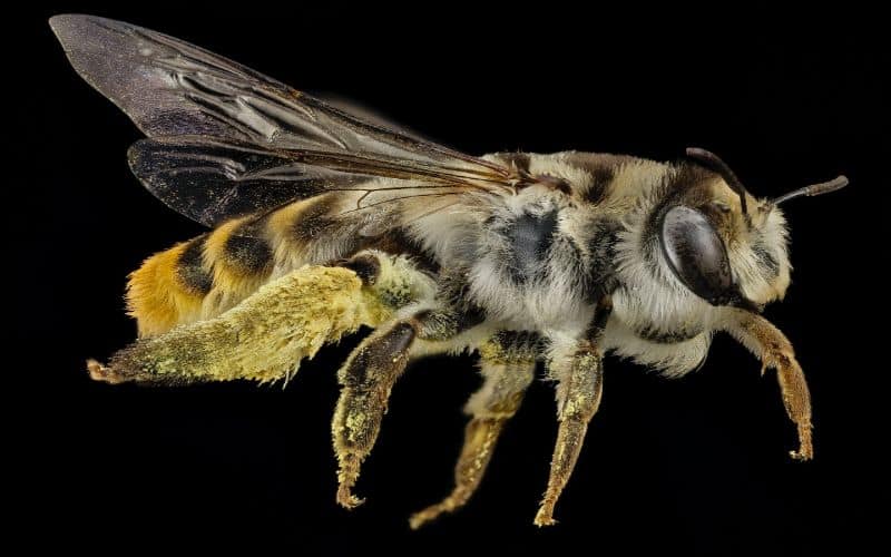 Dead Bee Symbolism