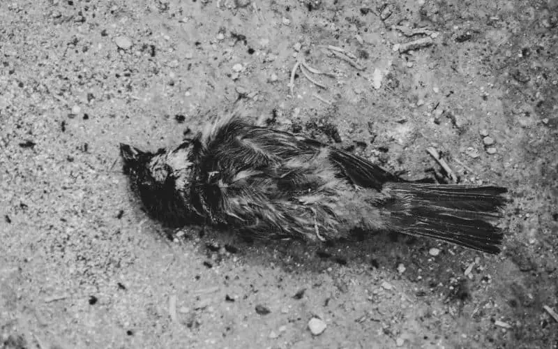 Dead Bird Symbolism