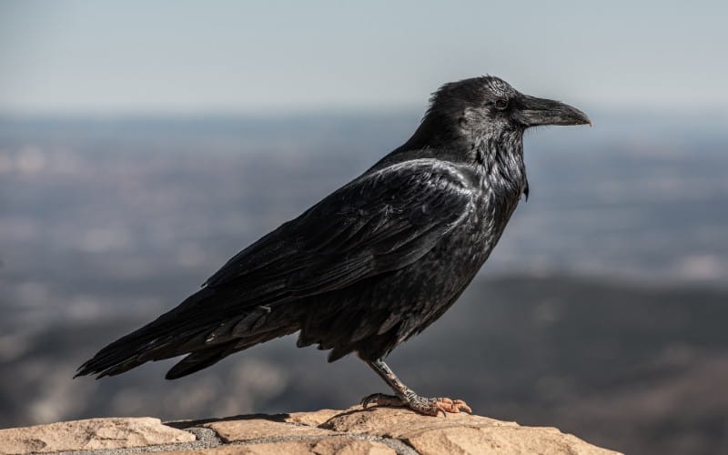 Dead Crow Symbolism