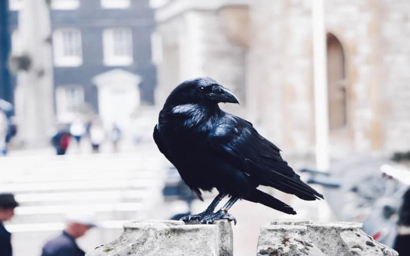 Dead Crow Symbolism