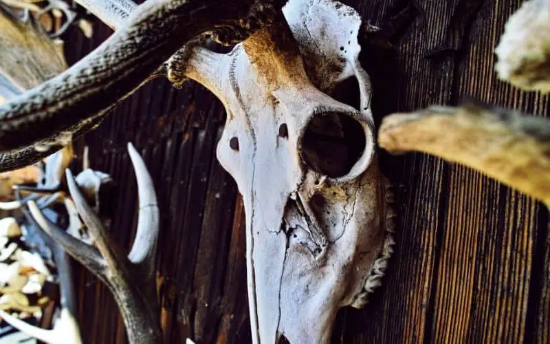 Deer Skull Dream Meaning and Symbolism