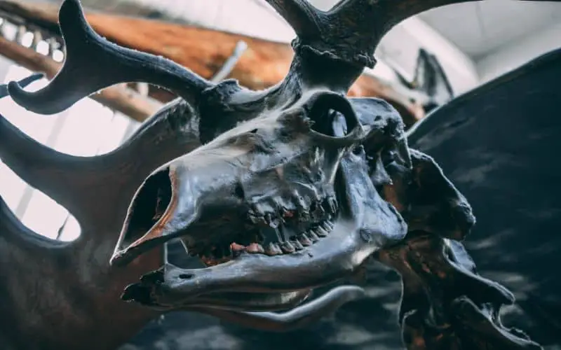 Deer Skull Symbolism
