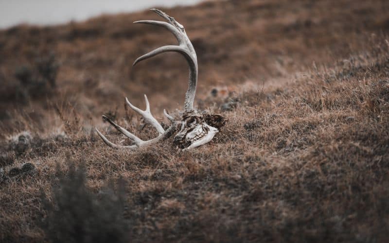 Deer Skull Symbolism