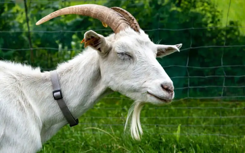 Goat Symbolism