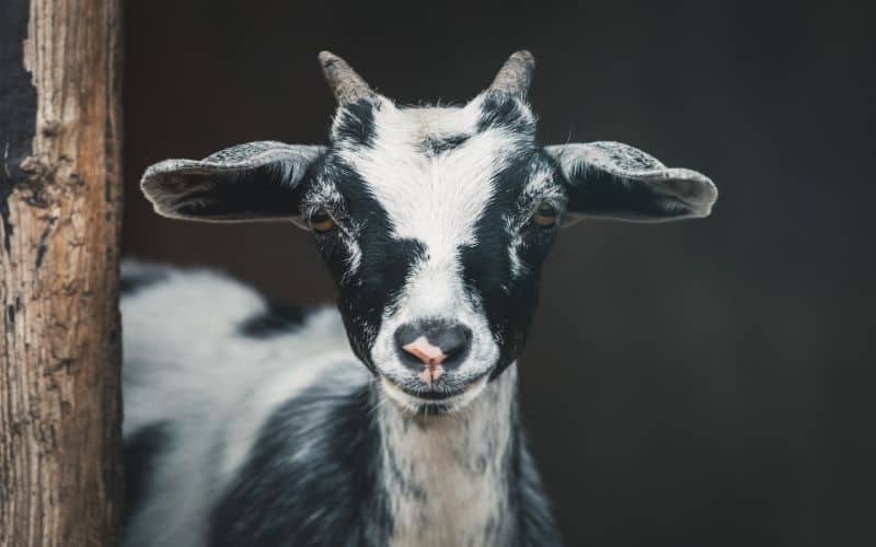Goat Symbolism