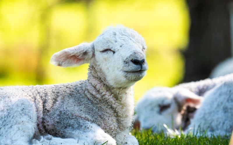 Lamb Dream Meaning