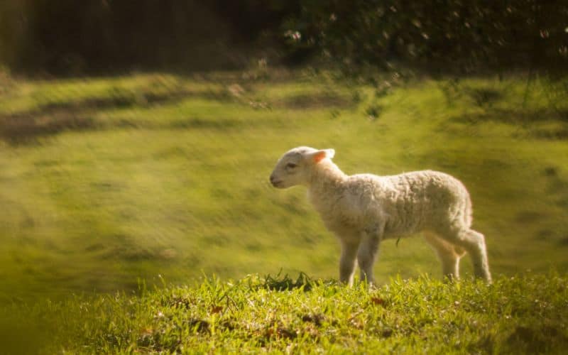 Lamb Symbolism