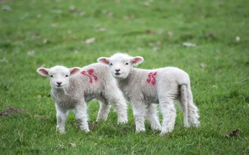 Lamb Symbolism