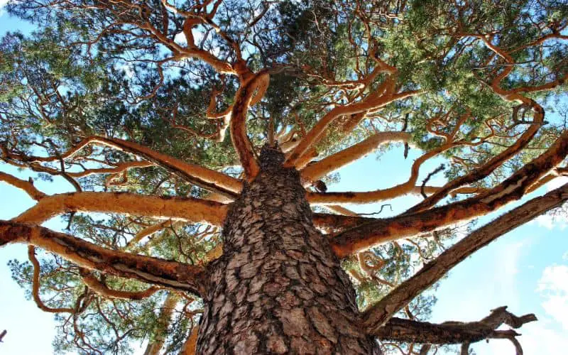 Spiritual Meaning of Larch Tree