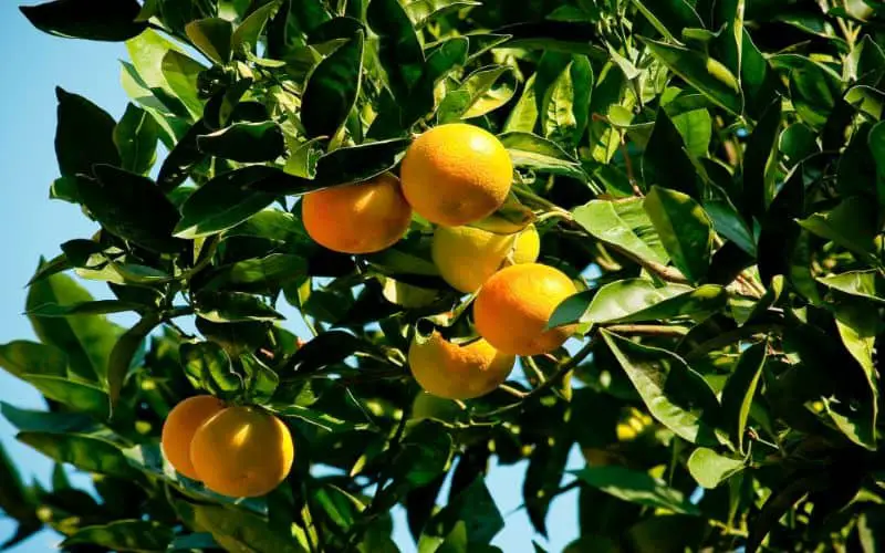 Lemon Tree Symbolism & Meaning