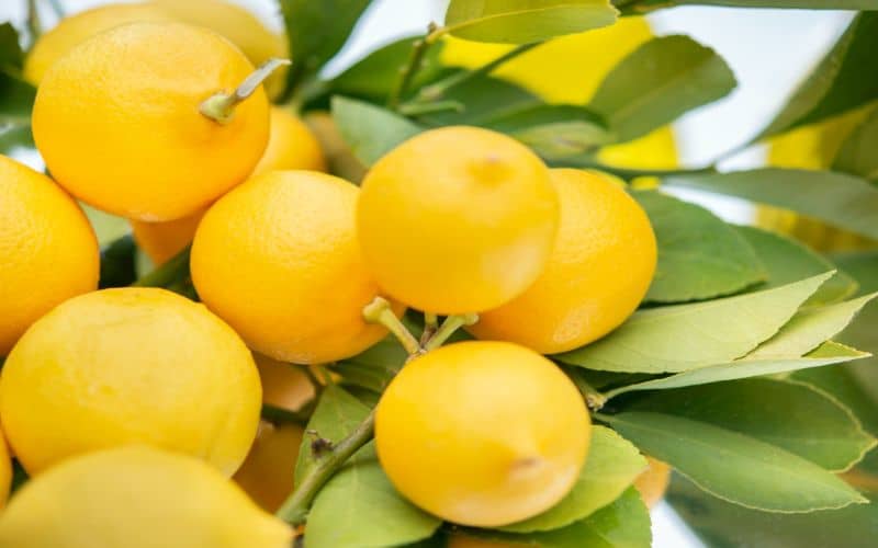 Lemon Tree Symbolism & Meaning