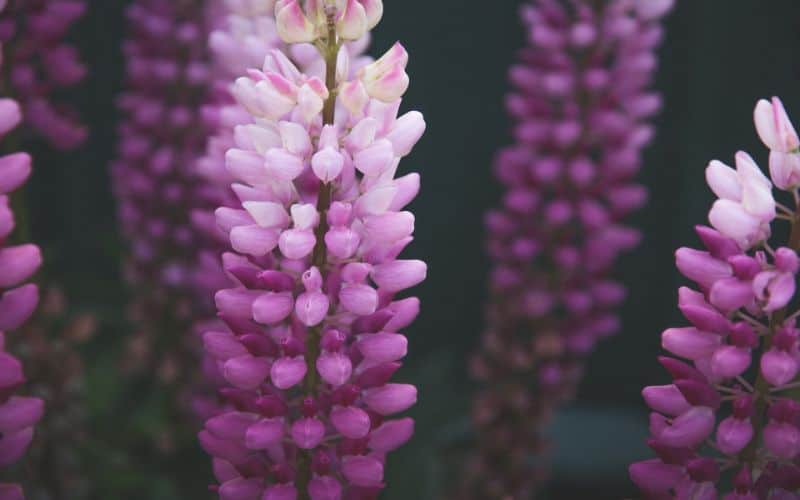 Spiritual Meanings of Lupine