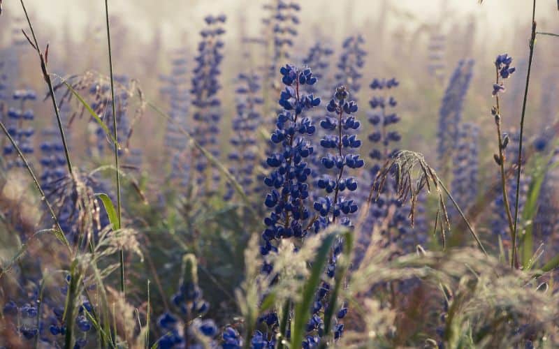 Lupine Dream Meaning and Symbolism