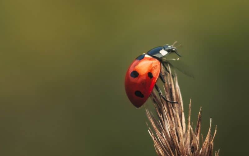 Red Ladybug Symbolism