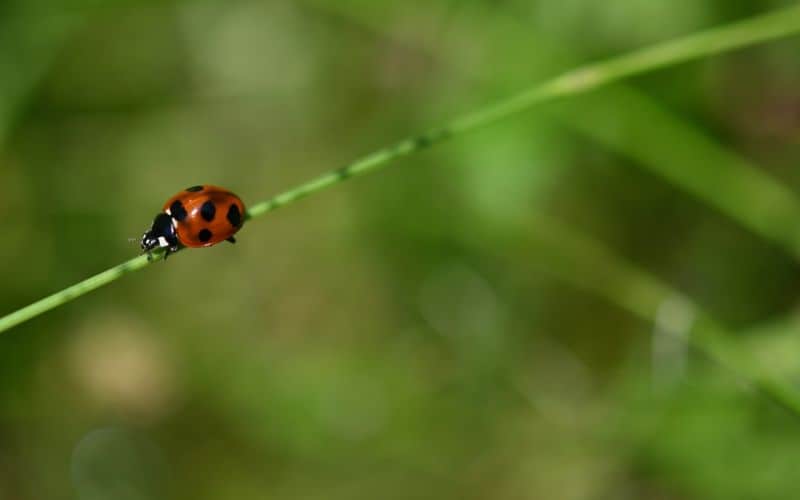 Red Ladybug Symbolism